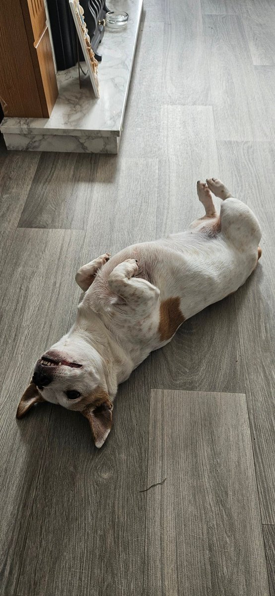 Rub my belly ye cunt 😂😂😂🐶🐶🐶