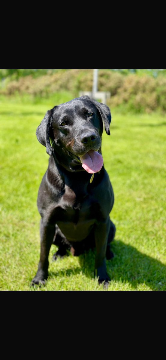 MerPolDogs's tweet image. This week PD Mo hangs up his harness, having served the communities of Merseyside since 2017. He has had countless positive jobs, removing dangerous drugs from the streets and supporting investigations with evidential finds. Enjoy retirement Mo, thank you for your service 🙂🐕🦺