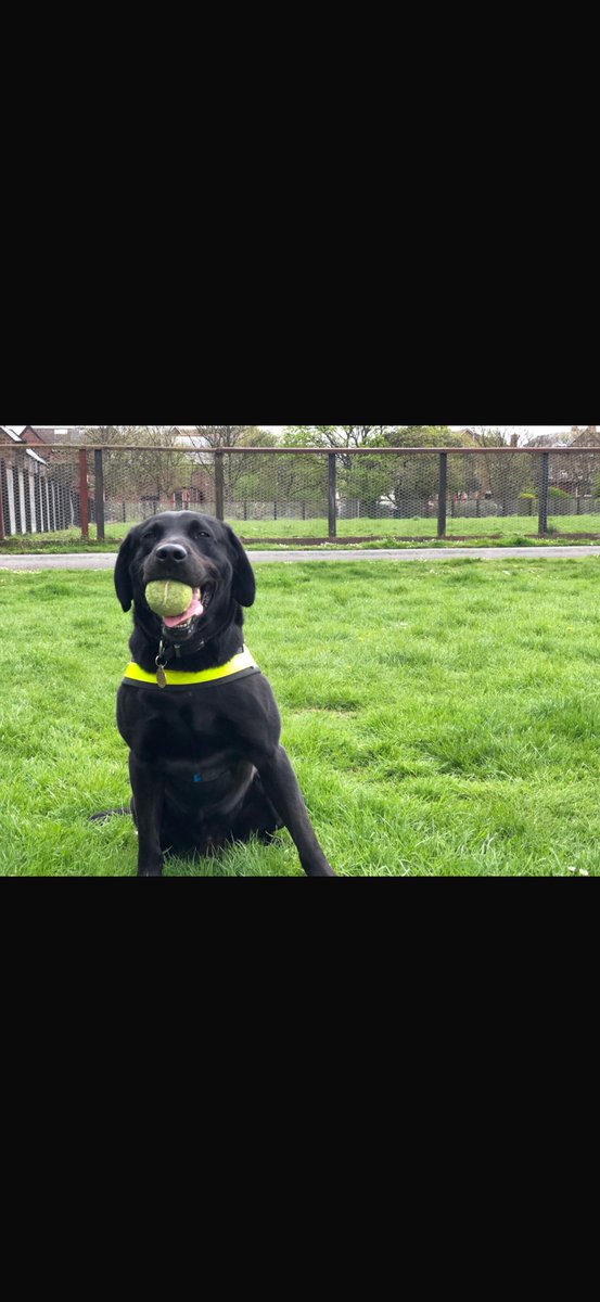 MerPolDogs's tweet image. This week PD Mo hangs up his harness, having served the communities of Merseyside since 2017. He has had countless positive jobs, removing dangerous drugs from the streets and supporting investigations with evidential finds. Enjoy retirement Mo, thank you for your service 🙂🐕🦺