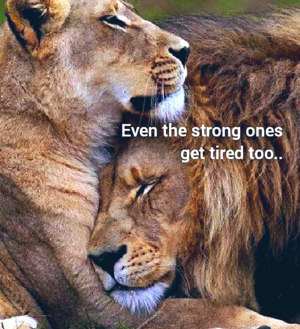 Amy🌾 (@carchellamy) on Twitter photo 