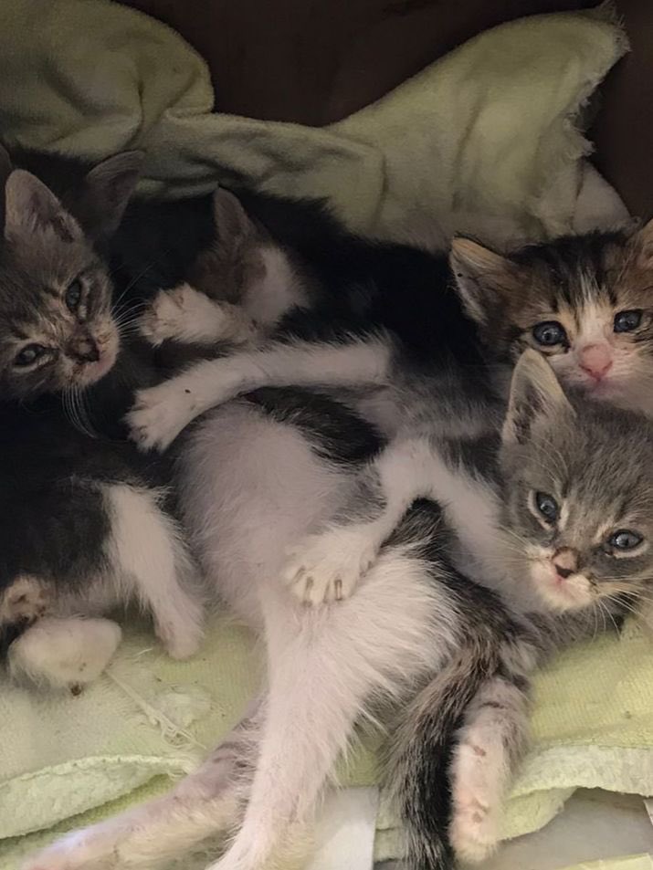 Dört yavru Sakarya’da yuva arıyor. 5 haftalıklar anneleri maalesef yok. Kum öğrenmişler. Gözlerini temizliyorlar şu an herhangi bir sağlık sorunları yok. Sahiplenmek isteyenler bana yazabilir.