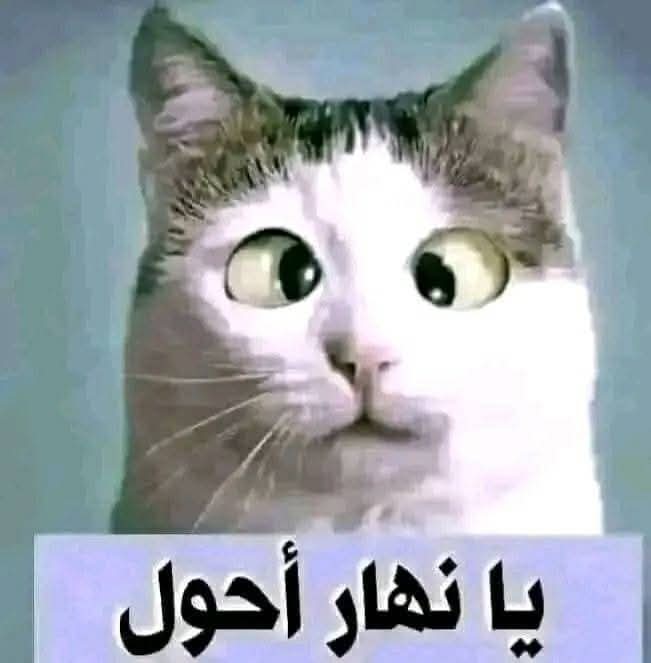 ابو احمد (@nar1790) on Twitter photo <a href="/12ZZZ22/">دختور🔥🔥</a> <a href="/MR_qlees/">الشيخ /غليص ولد رماح</a> <a href="/ithfcii/">سقـــــــــراط💫60🏆🇸🇦</a> <a href="/bluhfc/">🏆⚡👑🥇#حاشرهم_العالمي70🥇👑⚡🏆</a> <a href="/300j9i/">꧁༒🇦 🇱 ___ʙᴀɴɪ ༒꧂</a> <a href="/EuYunuK3JaMila/">مضحي💙 السبيعي</a> <a href="/2i2jj/">الحربي 👑</a> <a href="/ibra_8s/">إبراهيم . ( الحساب مُغلق )🇸🇦</a> <a href="/9jjjy/">طفشااان 🤨</a> <a href="/EuYunuKJaMilA3/">مضحي السبيعي💙</a> <a href="/alhsn8302/">خﮧآلﮧد آلﮧحﮧسﮧنﮧ</a> <a href="/V13lula/">Karen Lúcia♀️🚩🌵</a> <a href="/LDaeer52304/">وصل وصل مقيد☘️☘️☘️</a> <a href="/altyb1980/">الطيب🇯🇴</a> <a href="/HobaniDark/">ֆ αɹ̣ɹ̤᎗බ⅃І͛</a> <a href="/Al_Yafei1/">𓆲⚘𝑨𝒍-𝒀𝒂𝒇𝒆𝒊•🆇•ύʟ̤ɾɹɹɹב⚘𓆲</a> <a href="/salh226__h/">salh</a> <a href="/7tttJ/">ᘓɹ̇ɹ̤jɺI g͠ᓄɹɹɹ</a> <a href="/mrm2181/">مرام</a> <a href="/9000oN/">زهرة الوفاء *🌸*</a> <a href="/nor3rh/">💎Nor elrhman💎</a> <a href="/almohrki/">محمد المحرقي</a> <a href="/1_i_1i/">🔥🅰️ 🇩 🅰️ 🇲🔥</a> <a href="/AlmhaYwn64762/">عيون المها</a> <a href="/yy14wy/">❁❥ ʳᵃᶰᵃ💙</a> <a href="/12ZZZ22/">دختور🔥🔥</a> <a href="/MR_qlees/">الشيخ /غليص ولد رماح</a> <a href="/ithfcii/">سقـــــــــراط💫60🏆🇸🇦</a> <a href="/bluhfc/">🏆⚡👑🥇#حاشرهم_العالمي70🥇👑⚡🏆</a> <a href="/300j9i/">꧁༒🇦 🇱 ___ʙᴀɴɪ ༒꧂</a> <a href="/EuYunuK3JaMila/">مضحي💙 السبيعي</a> <a href="/2i2jj/">الحربي 👑</a> <a href="/ibra_8s/">إبراهيم . ( الحساب مُغلق )🇸🇦</a> <a href="/9jjjy/">طفشااان 🤨</a> <a href="/EuYunuKJaMilA3/">مضحي السبيعي💙</a> <a href="/alhsn8302/">خﮧآلﮧد آلﮧحﮧسﮧنﮧ</a> <a href="/V13lula/">Karen Lúcia♀️🚩🌵</a> <a href="/LDaeer52304/">وصل وصل مقيد☘️☘️☘️</a> <a href="/altyb1980/">الطيب🇯🇴</a> <a href="/HobaniDark/">ֆ αɹ̣ɹ̤᎗බ⅃І͛</a> <a href="/Al_Yafei1/">𓆲⚘𝑨𝒍-𝒀𝒂𝒇𝒆𝒊•🆇•ύʟ̤ɾɹɹɹב⚘𓆲</a> <a href="/salh226__h/">salh</a> <a href="/7tttJ/">ᘓɹ̇ɹ̤jɺI g͠ᓄɹɹɹ</a> <a href="/mrm2181/">مرام</a> <a href="/9000oN/">زهرة الوفاء *🌸*</a> <a href="/nor3rh/">💎Nor elrhman💎</a> <a href="/almohrki/">محمد المحرقي</a> <a href="/1_i_1i/">🔥🅰️ 🇩 🅰️ 🇲🔥</a> <a href="/AlmhaYwn64762/">عيون المها</a> <a href="/yy14wy/">❁❥ ʳᵃᶰᵃ💙</a>