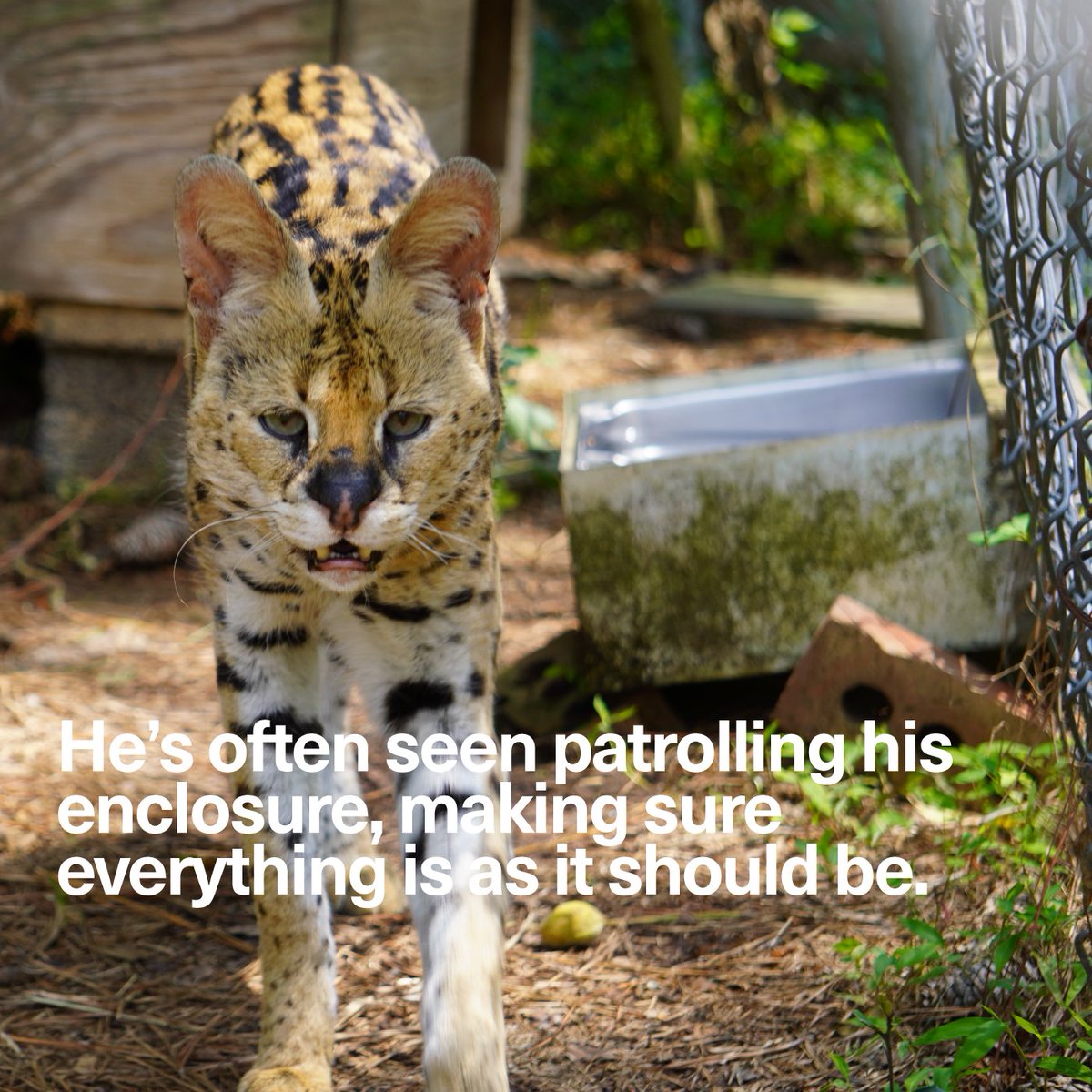 Mick finds his voice. Meet Mick Part 3. 🧡

#serval #CarolinaTigerRescue #predatorsnotpets #truesanctuary #rescue #pittsboronc #chathamcountync #trianglenc