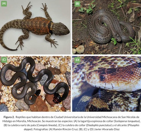 Sociedad Científica Mexicana de Ecología tweet media