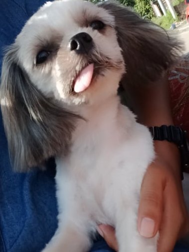TeacupPh (@teacupph) on Twitter photo Good morning Everyone it's #Tongue #Out #Tiesday Fiona is our Champion. 34C & sunny here today. All the dogs are still very quiet after Teacups Loss. We're all still very sad. Teacupy family.xxπ΅ππΆβ€οΈπππ₯°ππ
#Dogs #XDogs #dogsofX #furry #friends #dogsoftwitter #tuesdayvibe #ToT Good morning Everyone it's #Tongue #Out #Tiesday Fiona is our Champion. 34C & sunny here today. All the dogs are still very quiet after Teacups Loss. We're all still very sad. Teacupy family.xxπ΅ππΆβ€οΈπππ₯°ππ
#Dogs #XDogs #dogsofX #furry #friends #dogsoftwitter #tuesdayvibe #ToT