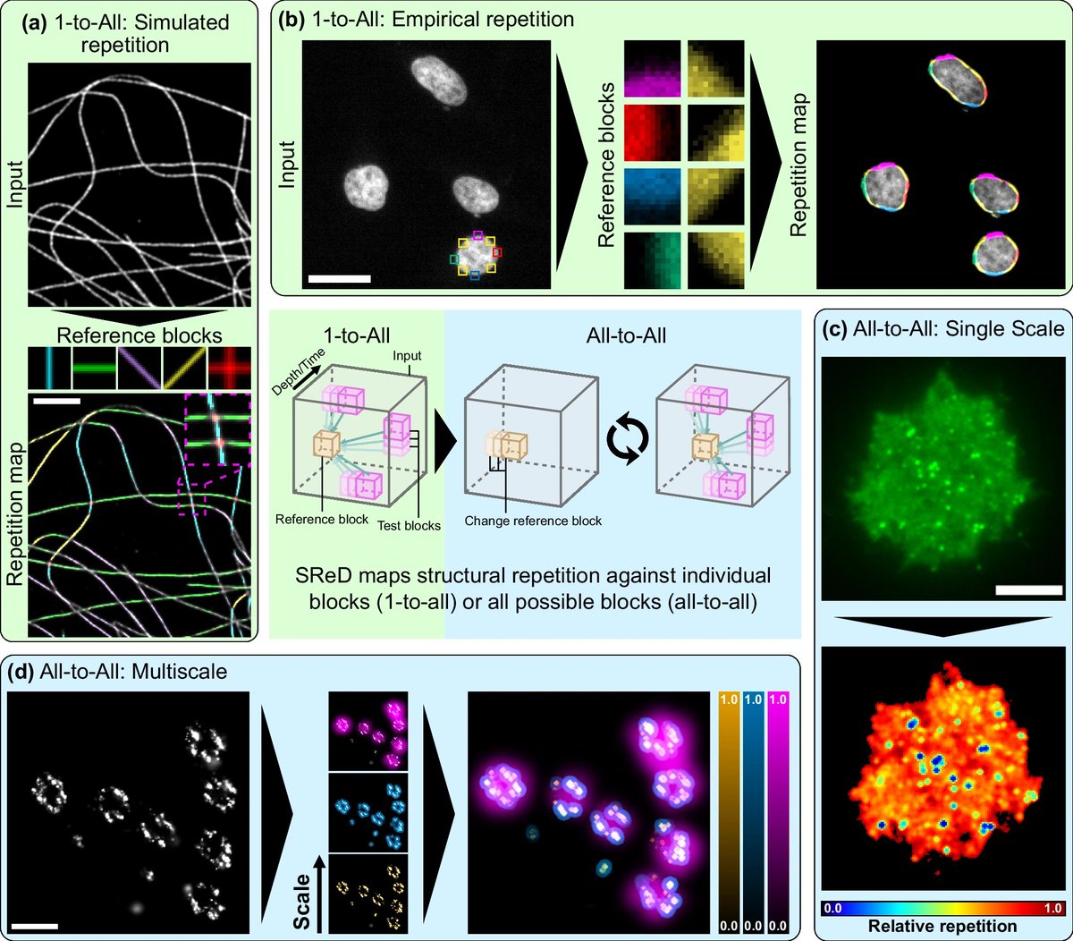 🔬 <a href="/christlet/">Christophe Leterrier</a>, <a href="/HenriquesLab/">Ricardo Henriques</a>, and colleagues introduce the Structural Repetition Detector (SreD), an unsupervised approach for identifying repetitive biological structures in #Fluorescence #Microscopy data.

🔗 Click to check it out: go.nature.com/44g9fDG

#Microscope #Imaging