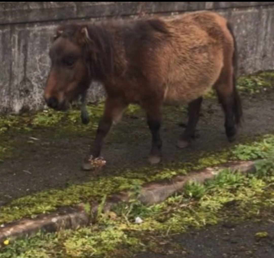 When equines have nothing to eat they will eat ragwort,which causes liver damage due to it being poisonous.I nearly found #Leo too late.I got a vet out &amp; he gave him slim chances of survival unless he got out.Here he is today with his buddy #Ludeen
