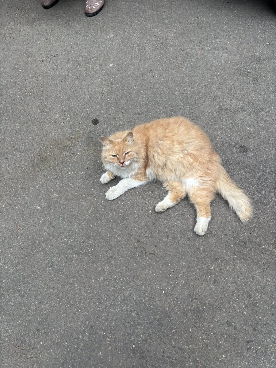 PasichnykOlga's tweet photo. Виявляється, його власниця померла і вже кілька місяців він просто живе у підʼїзді 
Його годують і доглядають сусіди, але сім’ї, яка б забрала не знайшлось 
Він кастрований і знає лоточок https://t.co/dHBUcfTUOm