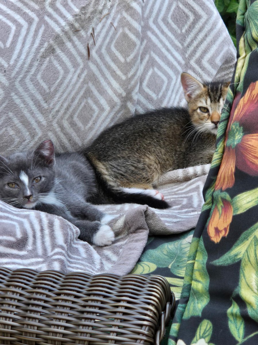 ShadowCatsTNR's tweet photo. Without fosters little ones like this are unfortunately being returned to a life outdoors once they are vetted.

Thankfully, one of our volunteers found a place for these two.

https://t.co/thykUadUeh

#fosteringsaveslives #foster #fostercats #adopt #TNR #tnrworks #cats https://t.co/dQBt27THwx