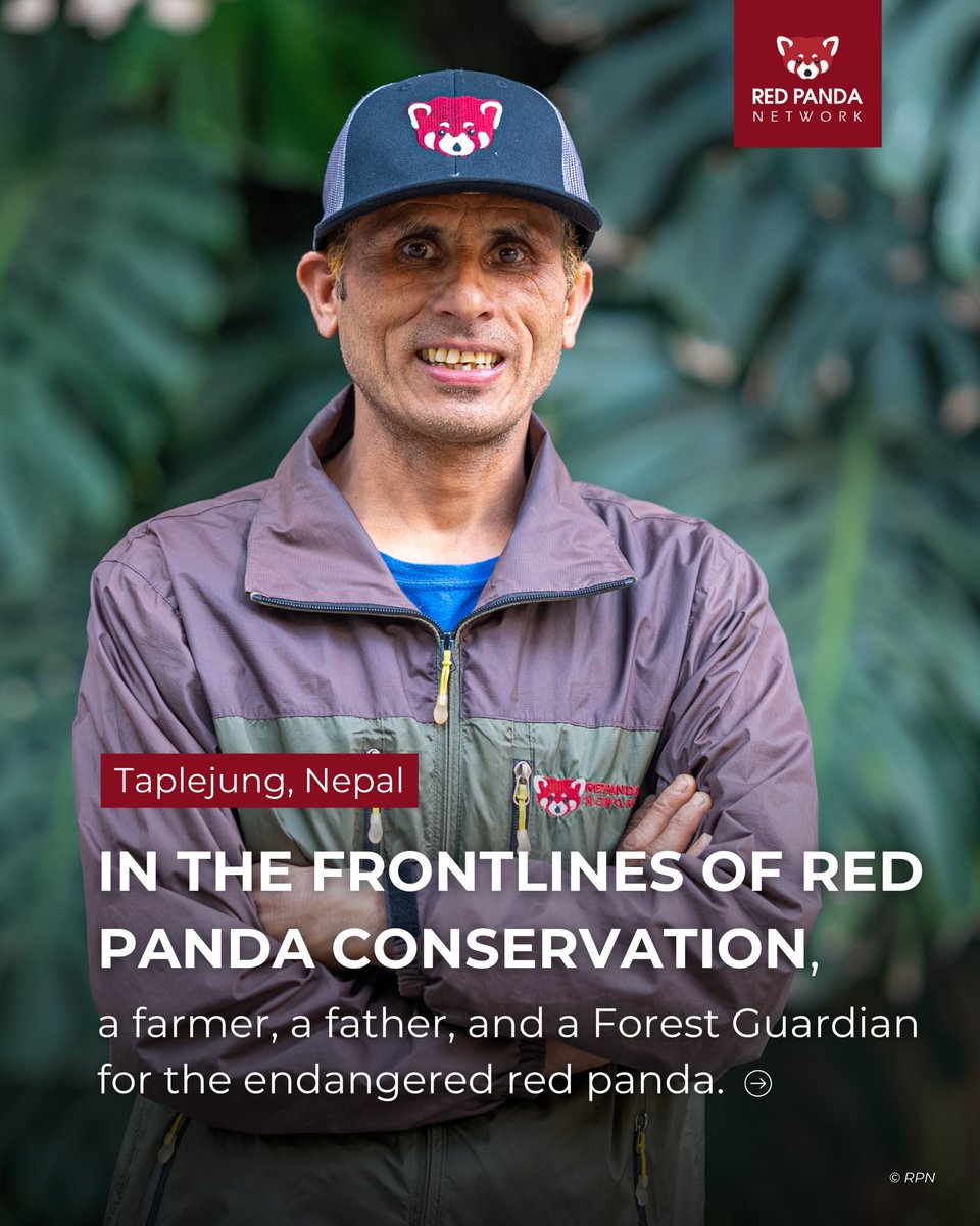 RedPandaNetwork's tweet image. "We should leave wild animals in the forest for the next generation -- not just in photos." 🗣️RPN Forest Guardian, Surya Bhattarai.
In a new article from @MongabayOrg Forest Guardians like Surya Bhattarai are on the frontlines of red panda conservation, playing a critical role…