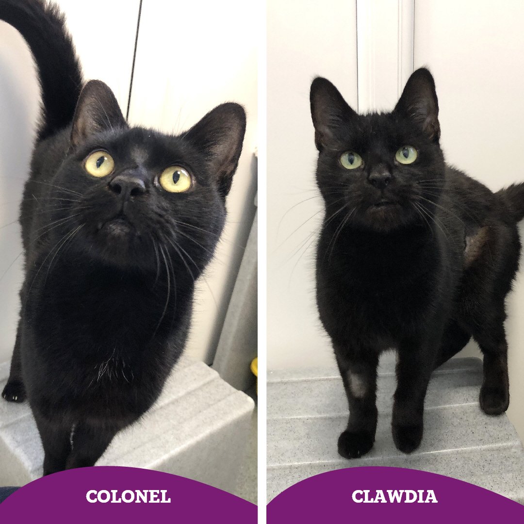 We can't believe this dynamic duo are still with us 🙀 could you lend a helping paw and share their story? 🐾 

Find out more 👇🏻 
cats.org.uk/findacatform/?…