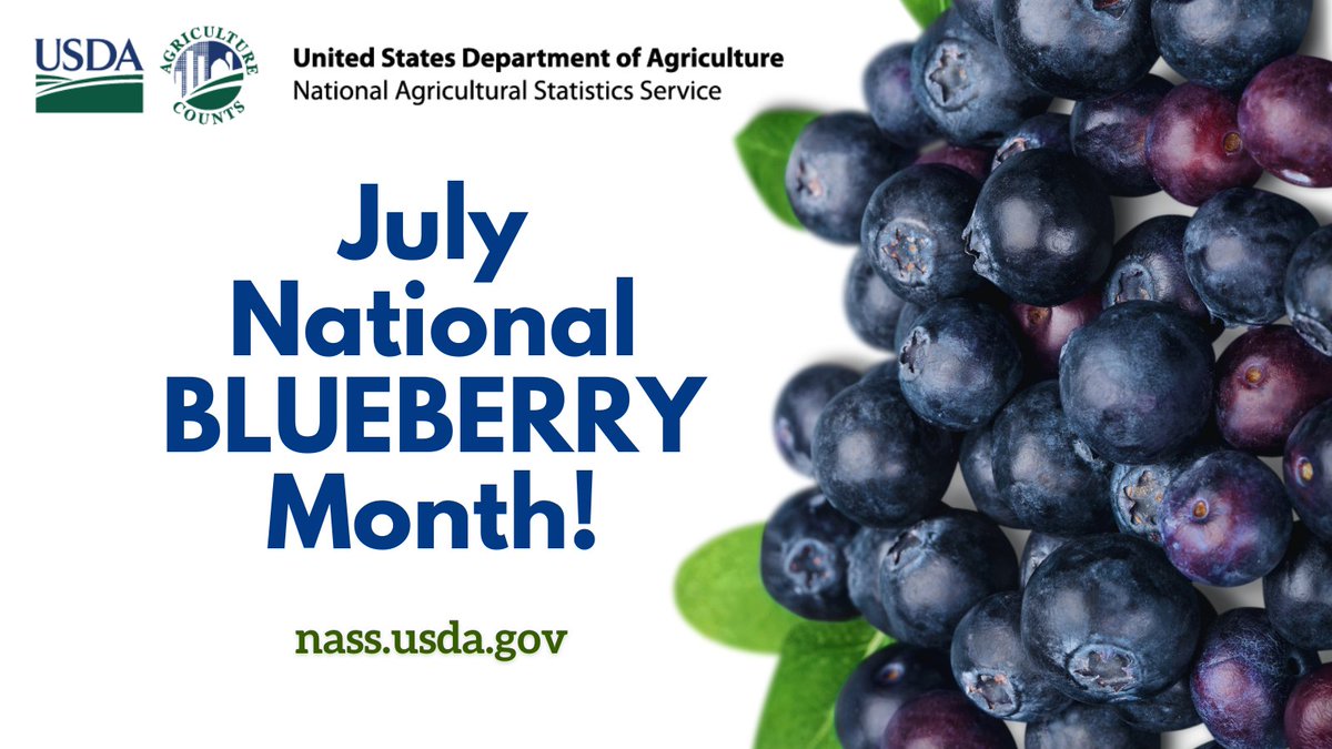 Celebrate the blueberry! US farmers produced 789 million pounds of tame #blueberries valued at $1.15 billion in 2024. In Maine, farmers harvested 90.8 million pounds of wild blueberries valued at $49.3 million. #NationalBlueberryMonth #NationalBlueberryDay