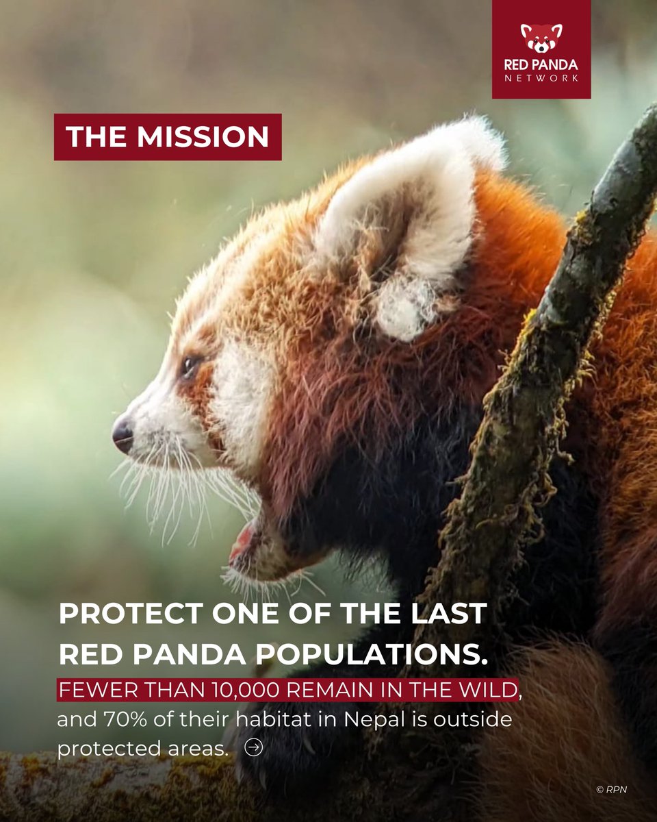 RedPandaNetwork's tweet image. "We should leave wild animals in the forest for the next generation -- not just in photos." 🗣️RPN Forest Guardian, Surya Bhattarai.
In a new article from @MongabayOrg Forest Guardians like Surya Bhattarai are on the frontlines of red panda conservation, playing a critical role…