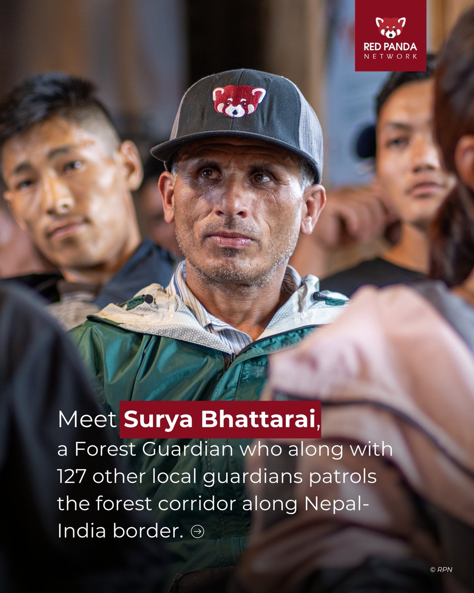 RedPandaNetwork's tweet image. "We should leave wild animals in the forest for the next generation -- not just in photos." 🗣️RPN Forest Guardian, Surya Bhattarai.
In a new article from @MongabayOrg Forest Guardians like Surya Bhattarai are on the frontlines of red panda conservation, playing a critical role…