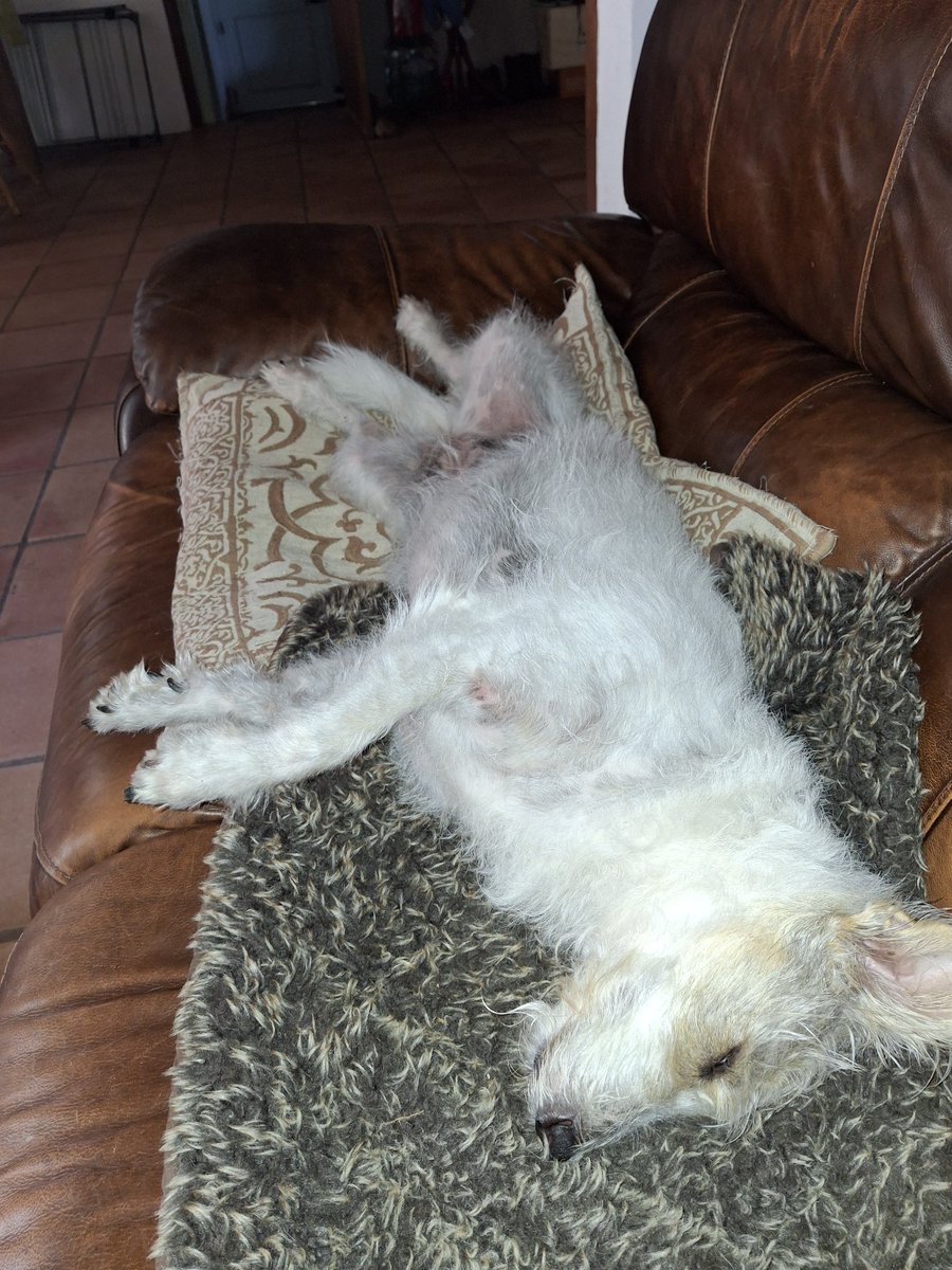 #TourDeCouch Here's me giffing me best pose 🫠