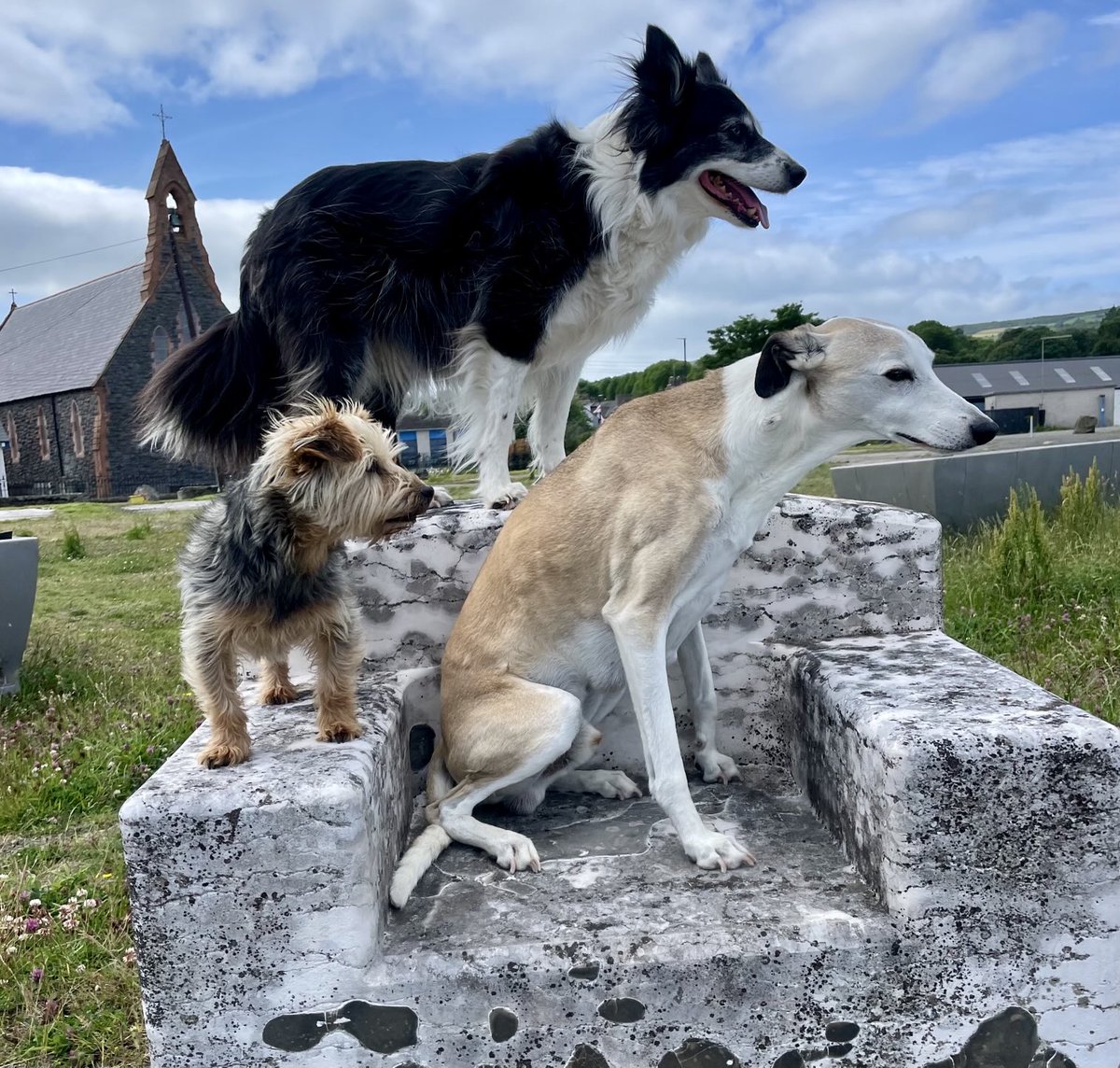 Right Dad, where to next ?? ⁦<a href="/BorderCollieUK/">Border Collie UK</a>⁩ ⁦<a href="/BCTGB/">Border Collie Trust</a>⁩ ⁦<a href="/CoraTheWhippet/">Cora the Whippet 🐕</a>⁩ ⁦<a href="/GoWhippet/">Whippet</a>⁩ ⁦<a href="/dog_yorkie/">YorkshireTerrier.Dog</a>⁩ ⁦<a href="/YorkshireMomLo/">YorkshireTerrier</a>⁩ ⁦<a href="/WeatherCee/">Cecilia Daly</a>⁩