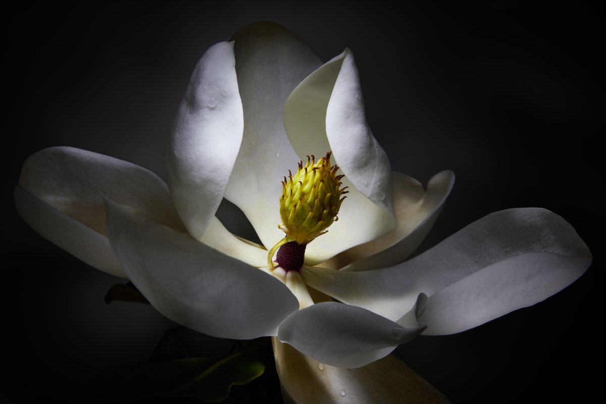 RalphPalumbo's tweet photo. Fine Art Photography Series, light-painted Magnolias - perfect for refined home interiors, hotels, office spaces and restaurants. #fineartphotography #fineartphotographer #wallart #interiordesign #artcollector #artcollectors #wallartdecor #LimitedEdition #fineartprint https://t.co/8Fd2P3ig6o