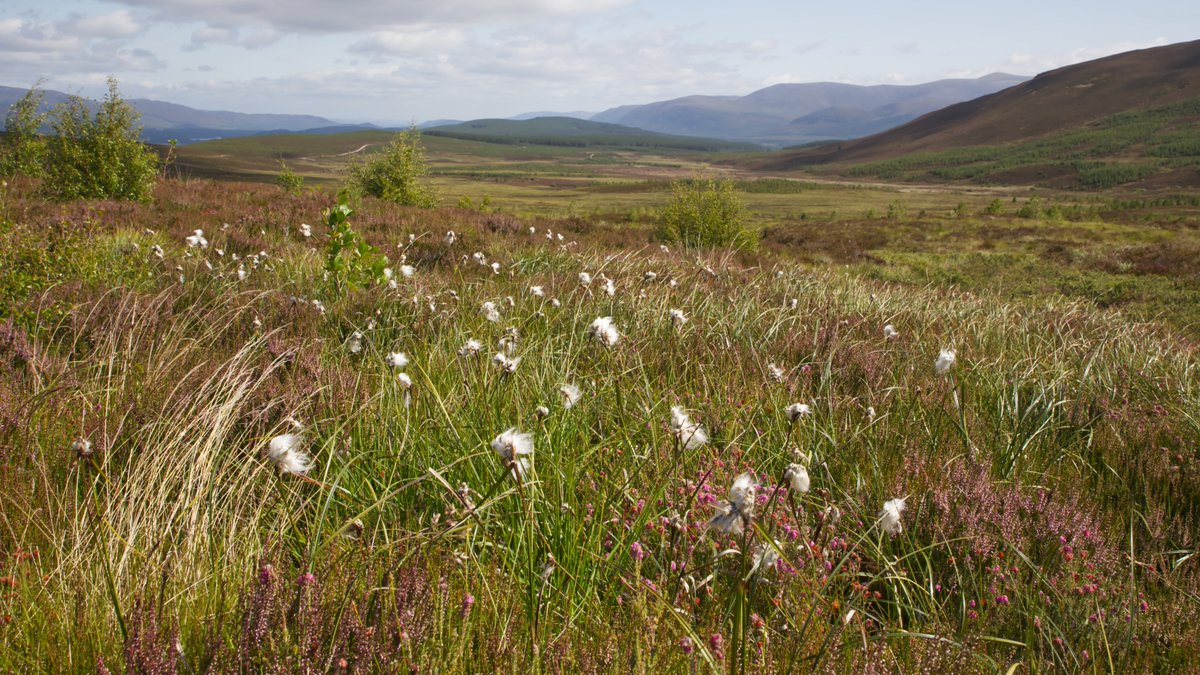 I__J__W's tweet image. a day to myself, and a walk in the Cairngorms @VisitCairngrms  #Scotland #Cairngorms #Photography #landscapes