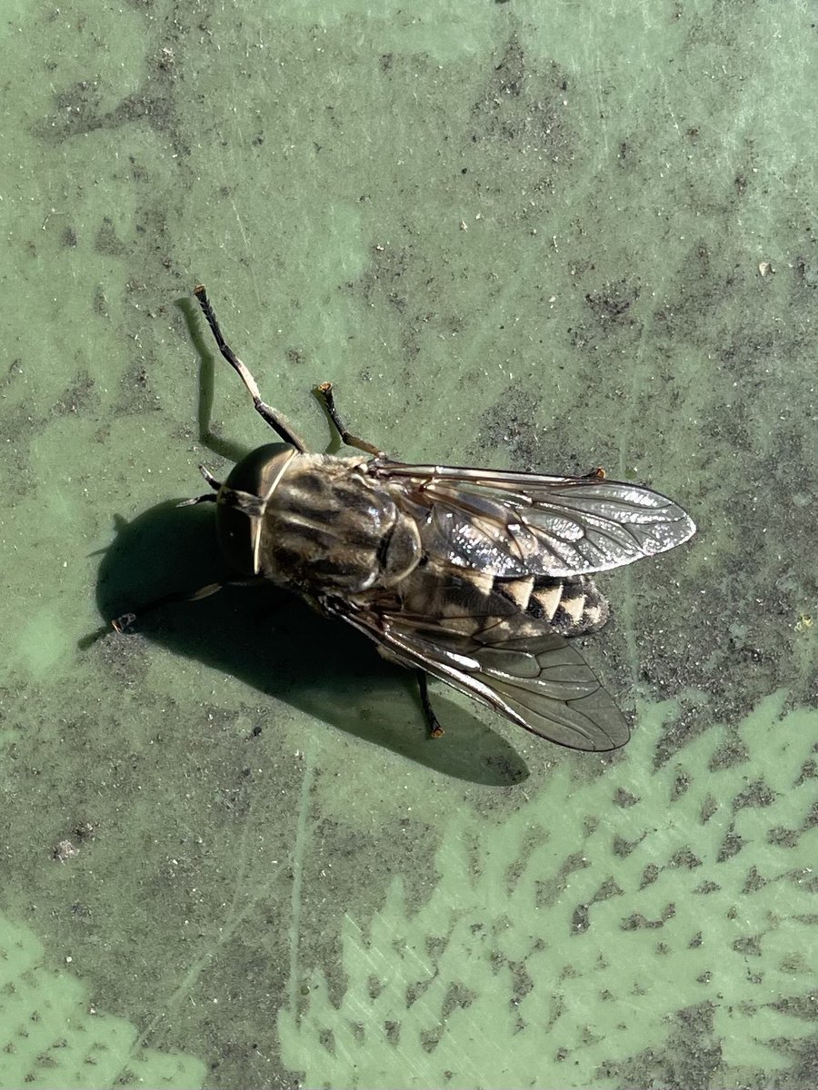 W82Matt's tweet image. Huge Tabanus Horsefly today at work. Awesome eyes. @BNAscience @barnsley_nats