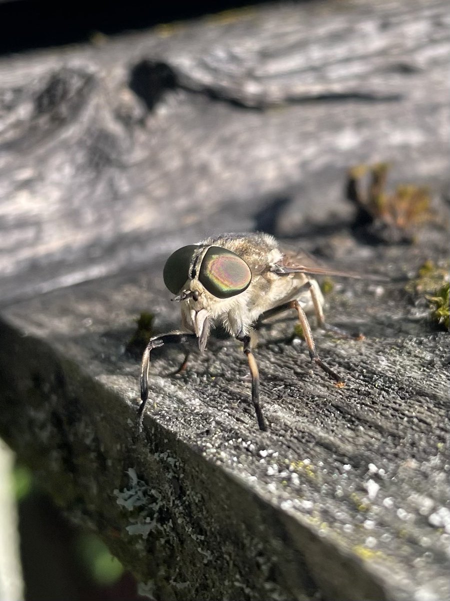 W82Matt's tweet image. Huge Tabanus Horsefly today at work. Awesome eyes. @BNAscience @barnsley_nats