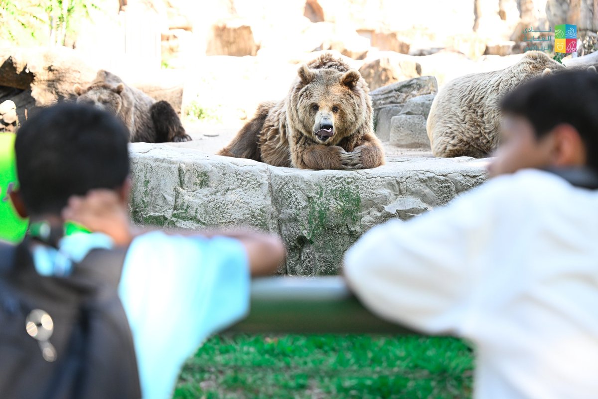 alenayahSC's tweet image. في قلب مدريد..
استمتعنا بتجربة مذهلة في حديقة الحيوانات وحوض السمك Zoo Aquarium de Madrid 🐾🐠
تنوع مدهش للحيوانات وعالم بحري ساحر خطف الأنفاس!
من أعماق البحار إلى الغابات المفتوحة، رحلة ماتتفوت ✨🇪🇸
#معسكر_مدريد #نادي_العناية #ZooMadrid 
#نادي_العناية_الرياضي
