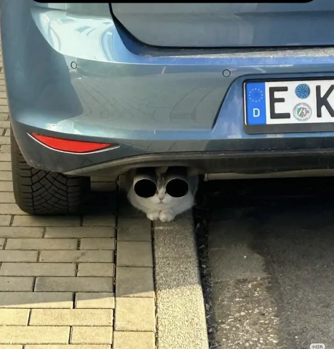 contents that ll heal your depression 🌻 (@catshealdeprsn) on Twitter photo 