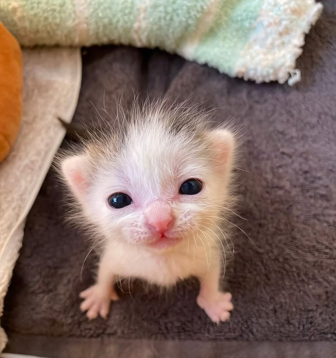 Keşfette şöyle bir şey gördüm ve aşık oldum