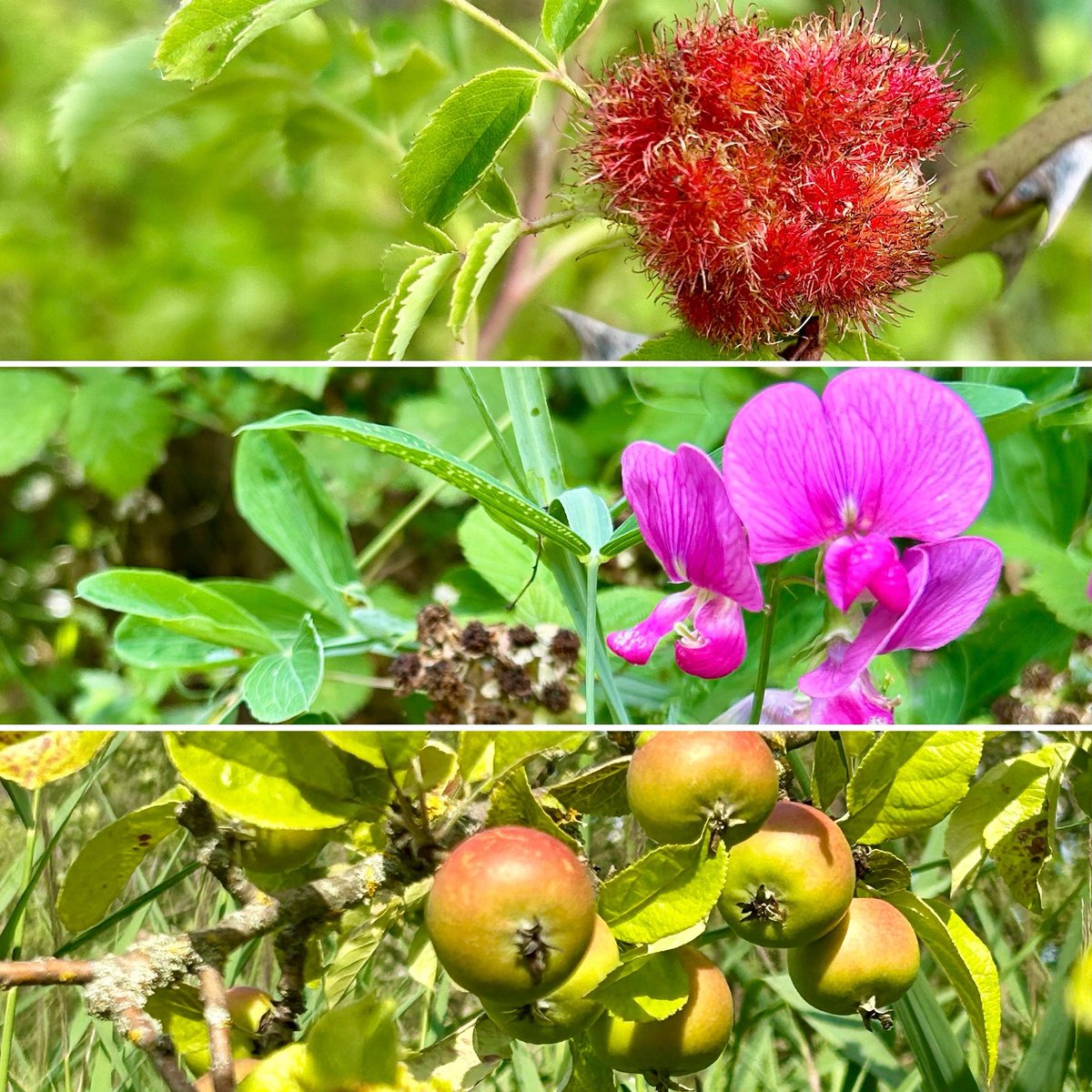 lmclea2's tweet photo. Nature looking all bountiful and stuff #staidens #rspb #methleyings #methley #yorkshire #july #wildapples #sweetpea https://t.co/xXp0f6wHiF