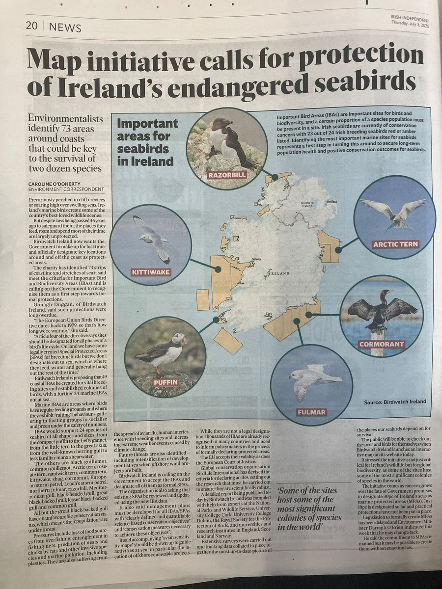 Hope <a href="/Independent_ie/">Irish Independent</a> dont mind me posting the full excellent article on our Seabird IBAs by <a href="/codohertynews/">Caroline O'Doherty</a>. It is really excellent. Full page in the paper!
