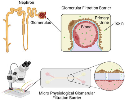 New review in Advanced Biology! Discover how microphysiological glomerular filtration barriers are transforming chronic kidney disease research by accurately mimicking the kidney's filtration system. Read more: doi.org/10.1002/adbi.2… #CKD #OrganOnChip #KidneyResearch