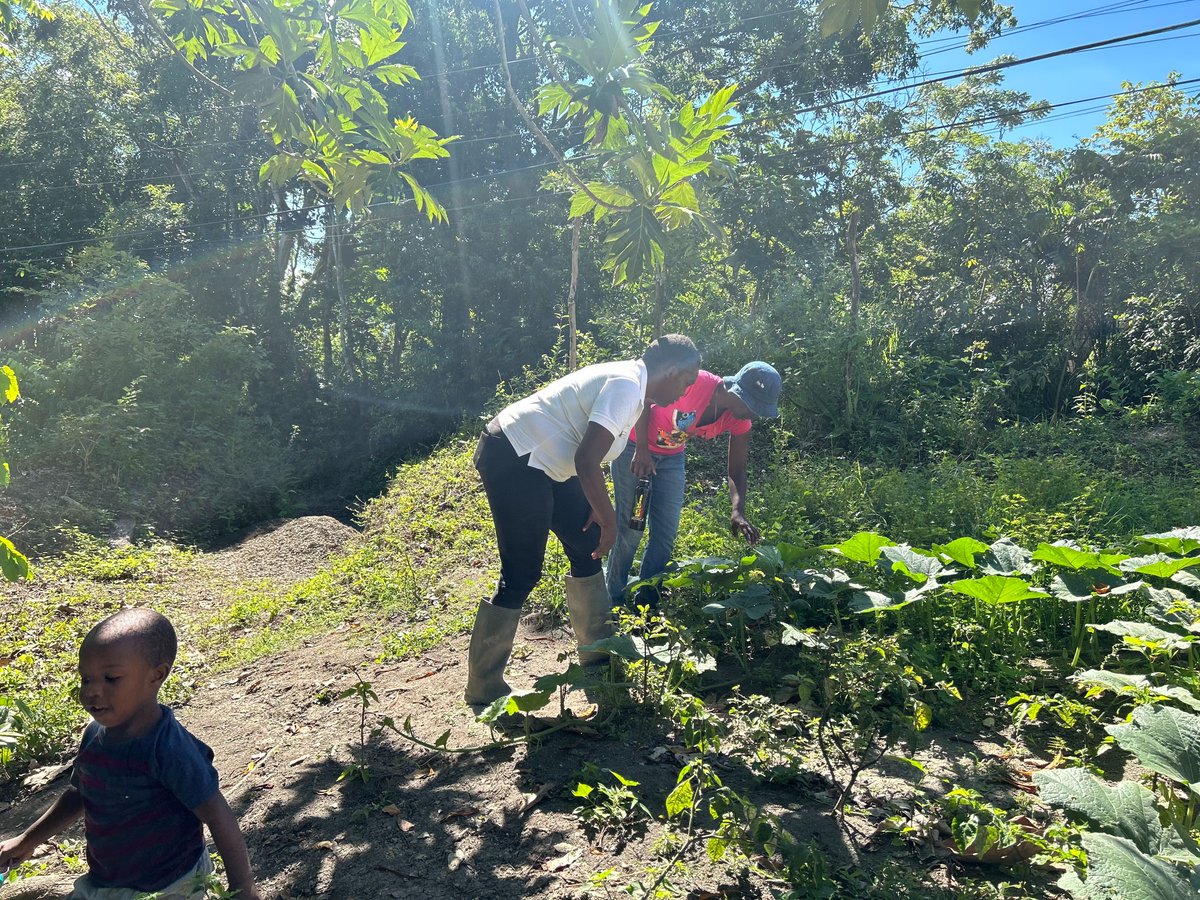 Développement Canada (@devcanada) on Twitter photo En ce jour #CARICOM, célébrons l’inclusion en action. Dans les régions rurales de la Jamaïque, des femmes comme Roxanne étaient exclues des réunions agricoles, faute de soutien pour leurs enfants. Grâce au Coin des tout-petits de @EUMC, elles sont désormais au cœur du changement. En ce jour #CARICOM, célébrons l’inclusion en action. Dans les régions rurales de la Jamaïque, des femmes comme Roxanne étaient exclues des réunions agricoles, faute de soutien pour leurs enfants. Grâce au Coin des tout-petits de @EUMC, elles sont désormais au cœur du changement.