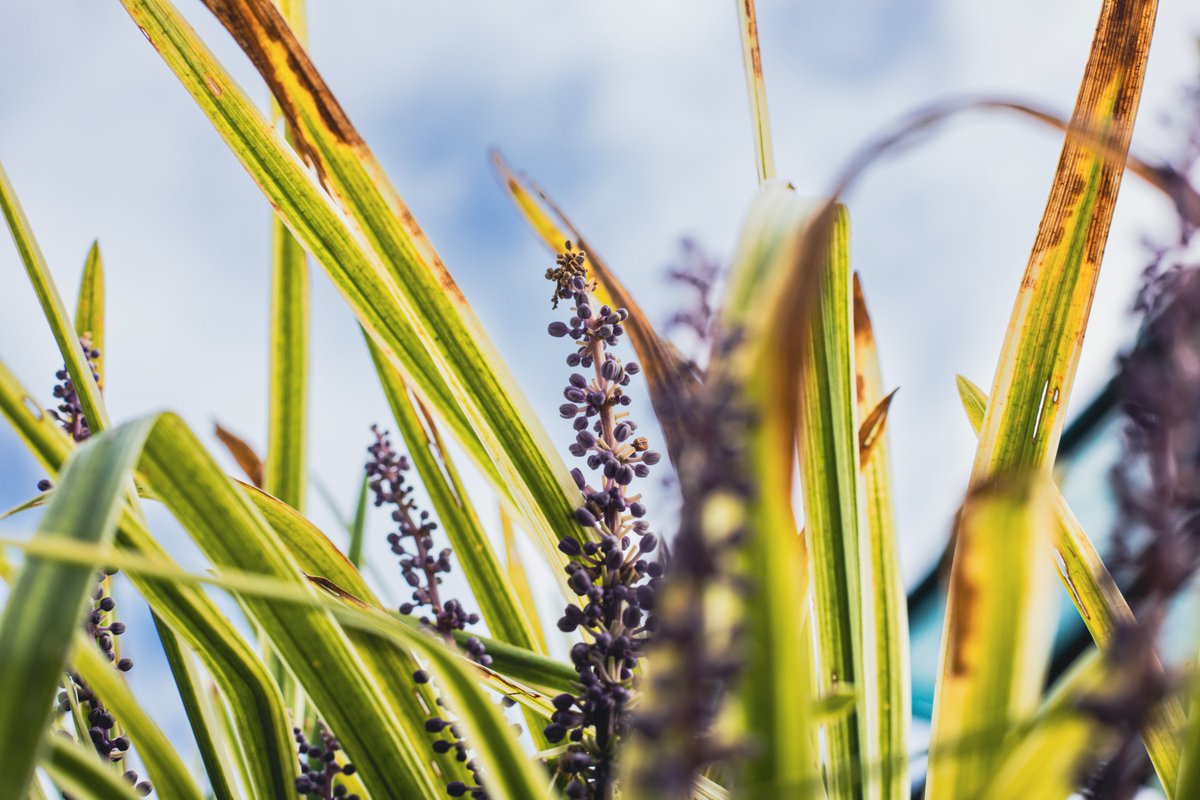 JuliaM987's tweet photo. Being Bored Can Inspire Good Photographs! | Canon R6 Mark II Photography Challenge  
https://t.co/lU0nKCe9qA
YouTube: Julia M. McClurg  

@CanonUSA  #canonphotography #canonr6 #canonr6markii #canonr6photography #photography #photooftheday #macrophotography https://t.co/cmMGyldAUk