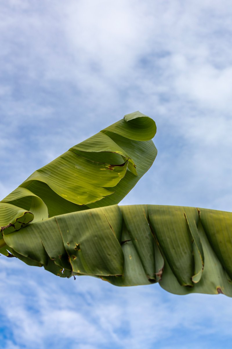 JuliaM987's tweet photo. Being Bored Can Inspire Good Photographs! | Canon R6 Mark II Photography Challenge  
https://t.co/lU0nKCe9qA
YouTube: Julia M. McClurg  

@CanonUSA #canonphotography #canonr6 #canonr6markii #canonr6photography #photography #photooftheday #macrophotography https://t.co/QKWUXkZzW6