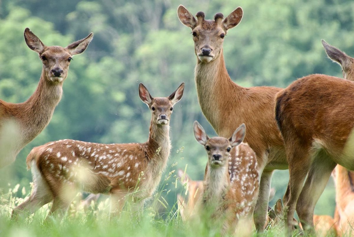 Have you spotted the new arrivals yet? 🌳🦌

Our beautiful Fawns are beginning to explore more of the Deer Park. Now is the perfect time to visit these playful creatures, as they enjoy the sunshine, long grasses and vast parkland.

➡  bit.ly/3Hyzpsj

📸 Peter Gunton