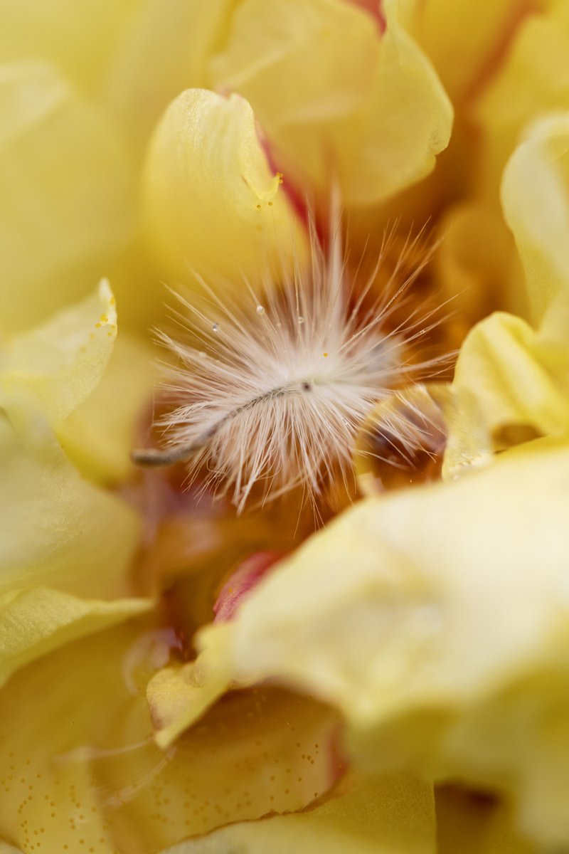 JuliaM987's tweet photo. Being Bored Can Inspire Good Photographs! | Canon R6 Mark II Photography Challenge  

https://t.co/lU0nKCe9qA
YouTube: Julia M. McClurg  

@CanonUSA #canonphotography #canonr6 #canonr6markii #canonr6photography #photography #photooftheday #macrophotography https://t.co/YOQ5XK51A7