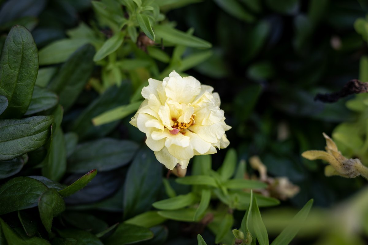 JuliaM987's tweet photo. Being Bored Can Inspire Good Photographs! | Canon R6 Mark II Photography Challenge  

https://t.co/lU0nKCe9qA
YouTube: Julia M. McClurg  

@CanonUSA #canonphotography #canonr6 #canonr6markii #canonr6photography #photography #photooftheday #macrophotography https://t.co/YOQ5XK51A7