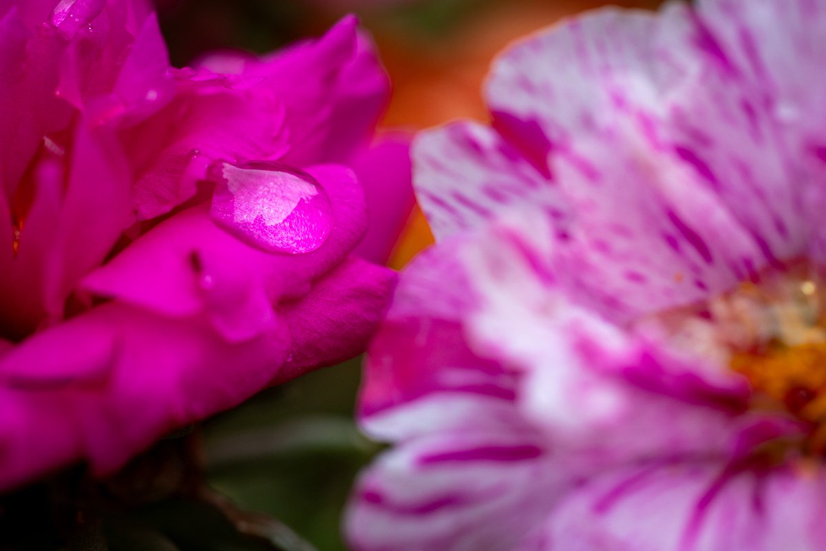 JuliaM987's tweet photo. Being Bored Can Inspire Good Photographs! | Canon R6 Mark II Photography Challenge  

https://t.co/lU0nKCeHg8
YouTube: Julia M. McClurg  

@CanonUSA #canonphotography #canonr6 #canonr6markii #canonr6photography #photography #photooftheday #macrophotography https://t.co/1UiyW1CFQ4