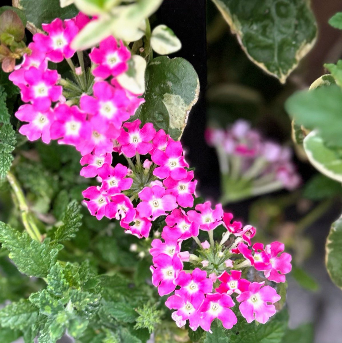 もと子 tweet media