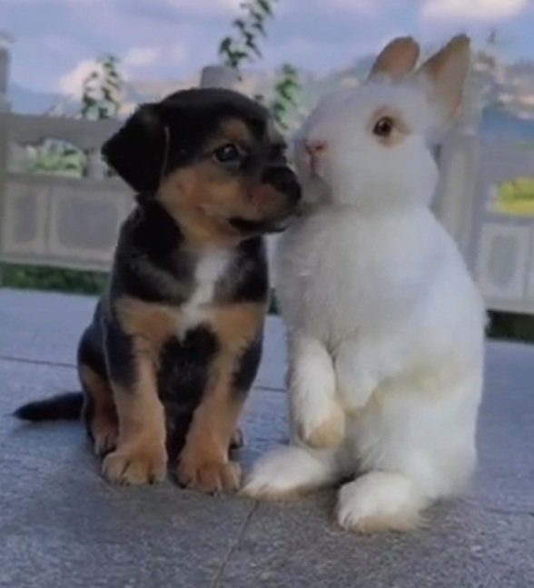 Un perrito y un conejito. 🐇