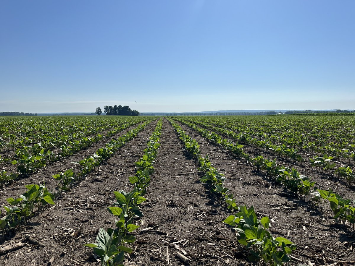 Are you a fan of black beans? This year's crop is looking pretty spectacular so far. Get your #loveONfood menu ready- what will it be? Burritos, rice and beans, tacos, and Mexican black beans -coming up! (📸: Dave Van Casteren) #ontariofresh #ontag #FSinthefield  🌱😍