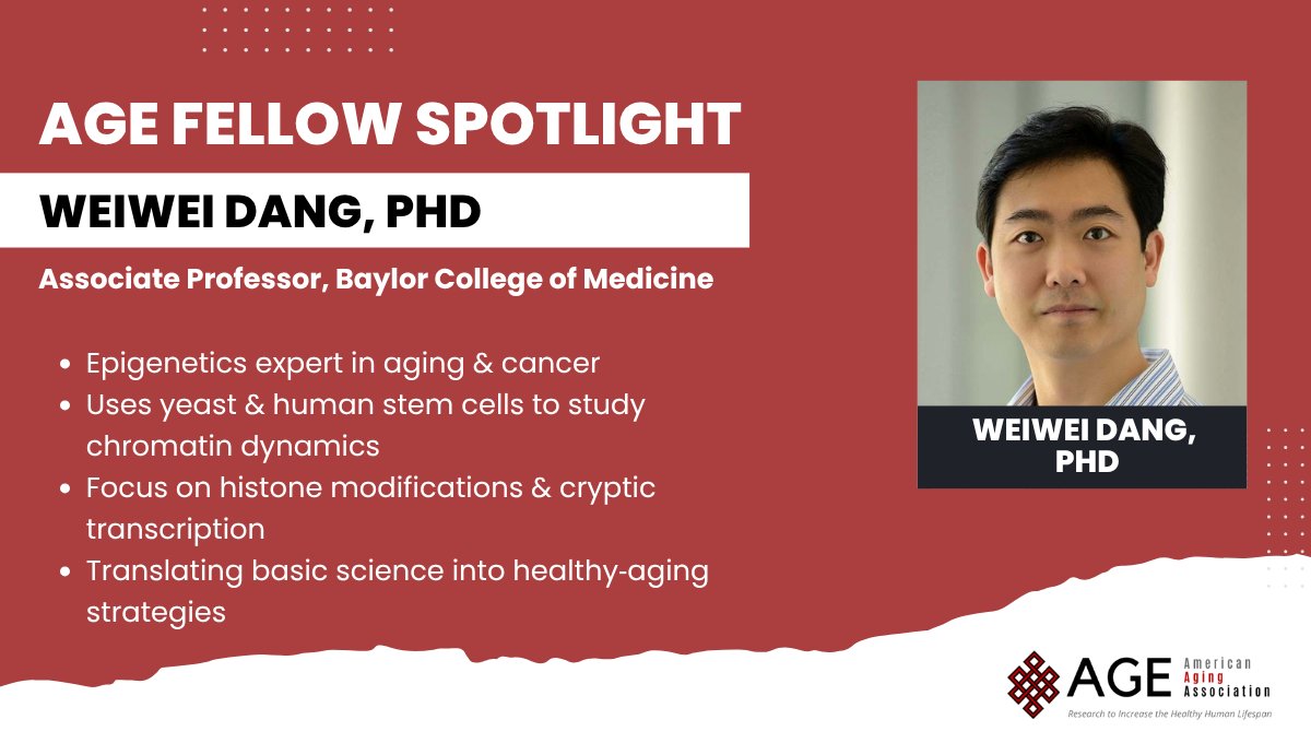 🎓 AGE Fellow Spotlight: Dr. Weiwei Dang
He @BaylorMedLab explores how epigenetics and chromatin remodeling drive aging &amp; resilience — from yeast models to human stem cells.
#AGEFellows #Epigenetics #LongevityScience #WomenInSTEM