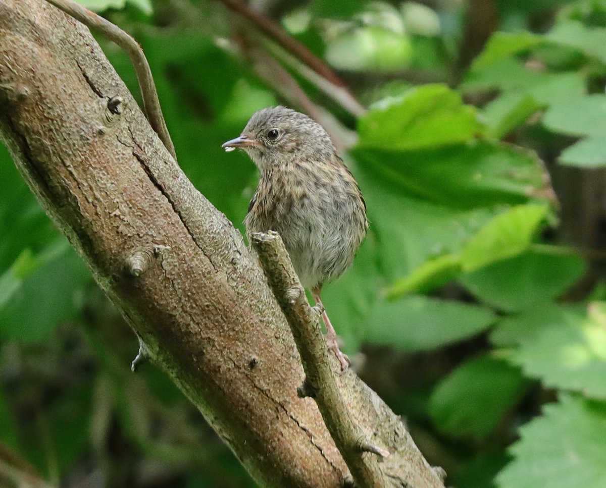 Tony Stanford (@tstanford3722) on Twitter photo Juvenile Dunnock taken at Storton's Pits Nature Reserve. <a href="/wildlifebcn/">The Wildlife Trust for Beds, Cambs & Northants</a> <a href="/Natures_Voice/">RSPB</a> <a href="/NatureUK/">NatureUK</a> <a href="/Britnatureguide/">The British Nature Guide</a> #BirdsSeenIn2025 #NaturePhotography Juvenile Dunnock taken at Storton's Pits Nature Reserve. <a href="/wildlifebcn/">The Wildlife Trust for Beds, Cambs & Northants</a> <a href="/Natures_Voice/">RSPB</a> <a href="/NatureUK/">NatureUK</a> <a href="/Britnatureguide/">The British Nature Guide</a> #BirdsSeenIn2025 #NaturePhotography