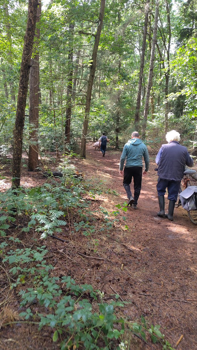 Varken weer uit Harense bos. Na 2 vrije dagen buiten de stal vandaag weer naar huis.