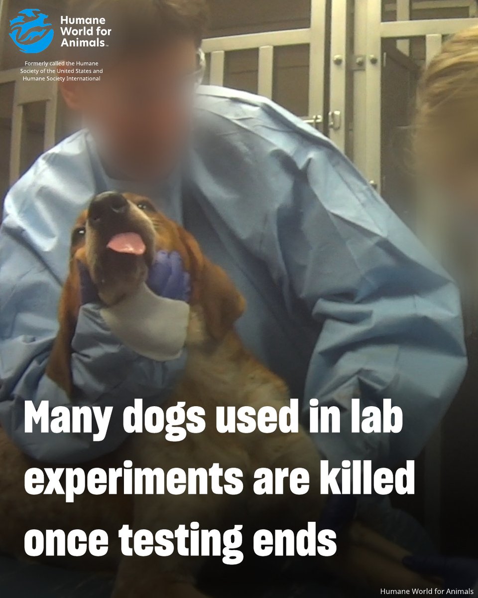 Did you know? 🐶 Many dogs used in lab experiments—especially for drug and chemical testing—are killed once testing ends. 

Only 17 states have passed laws requiring labs, when possible, to offer dogs to shelters or rescue partners to give these dogs a second chance. We can do