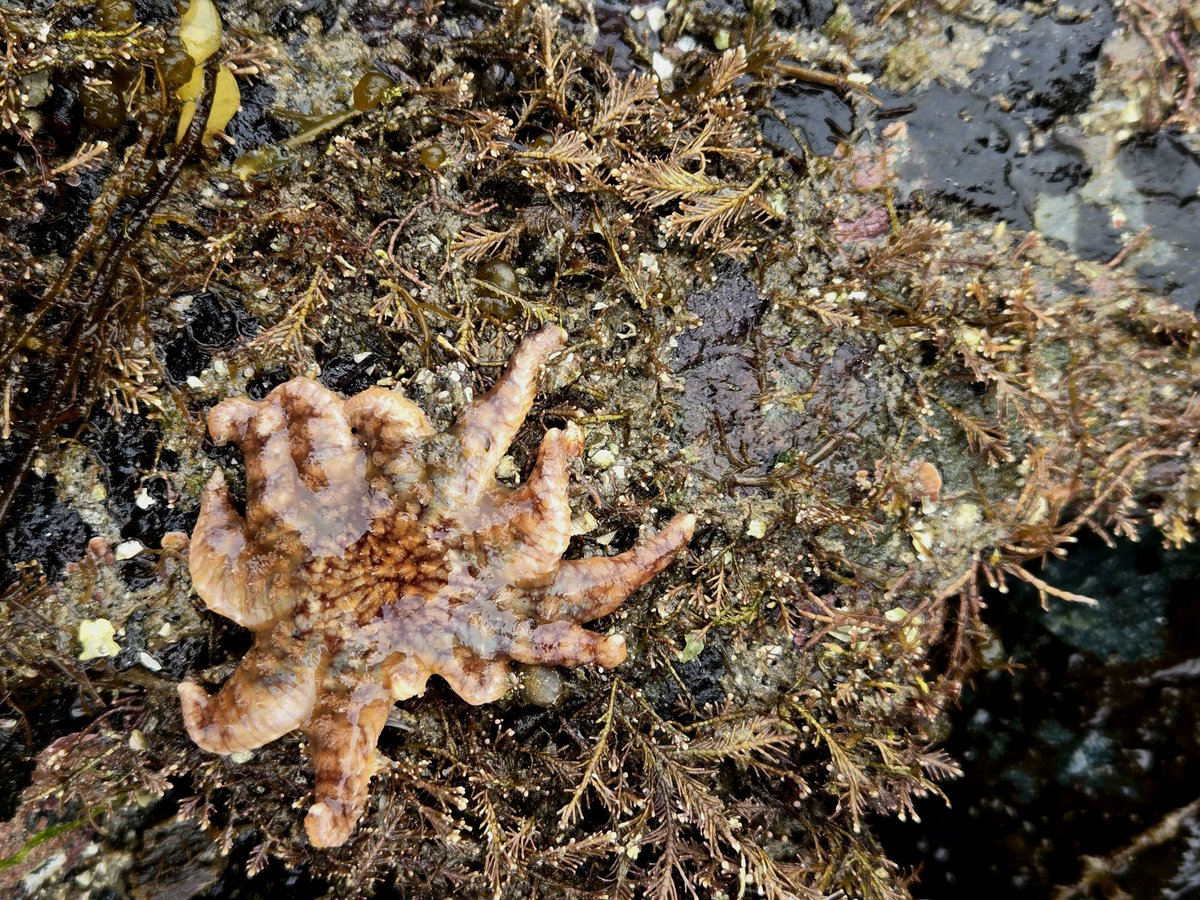 HakaiInstitute's tweet image. Hakai Institute researchers monitor sea star populations for signs of wasting disease around Quadra Island. A recent low tide at Hyacinth Bay gave them the opportunity to explore the biodiversity tucked into the crevices—including juvenile sunflower sea stars.