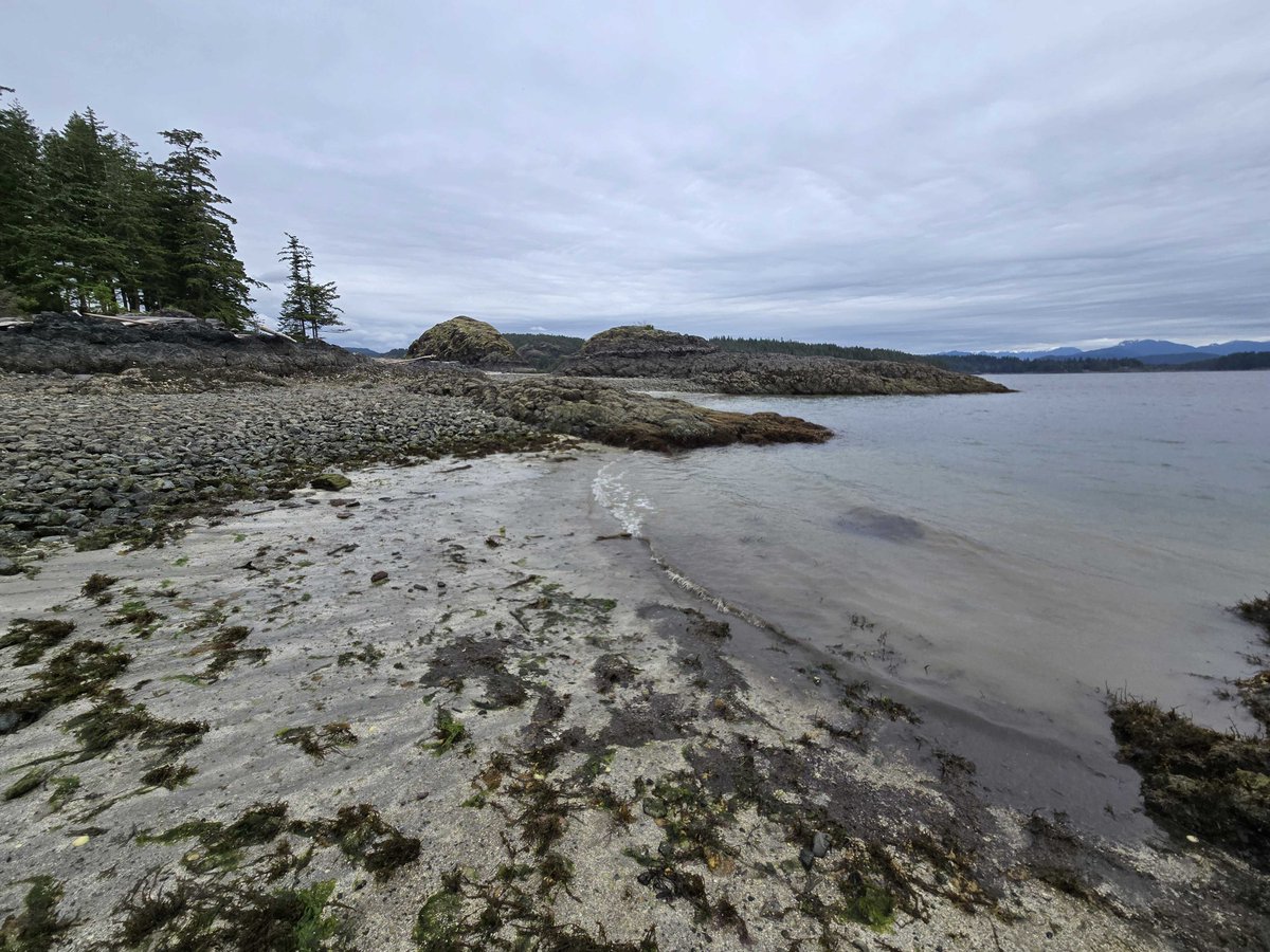 HakaiInstitute's tweet image. Hakai Institute researchers monitor sea star populations for signs of wasting disease around Quadra Island. A recent low tide at Hyacinth Bay gave them the opportunity to explore the biodiversity tucked into the crevices—including juvenile sunflower sea stars.