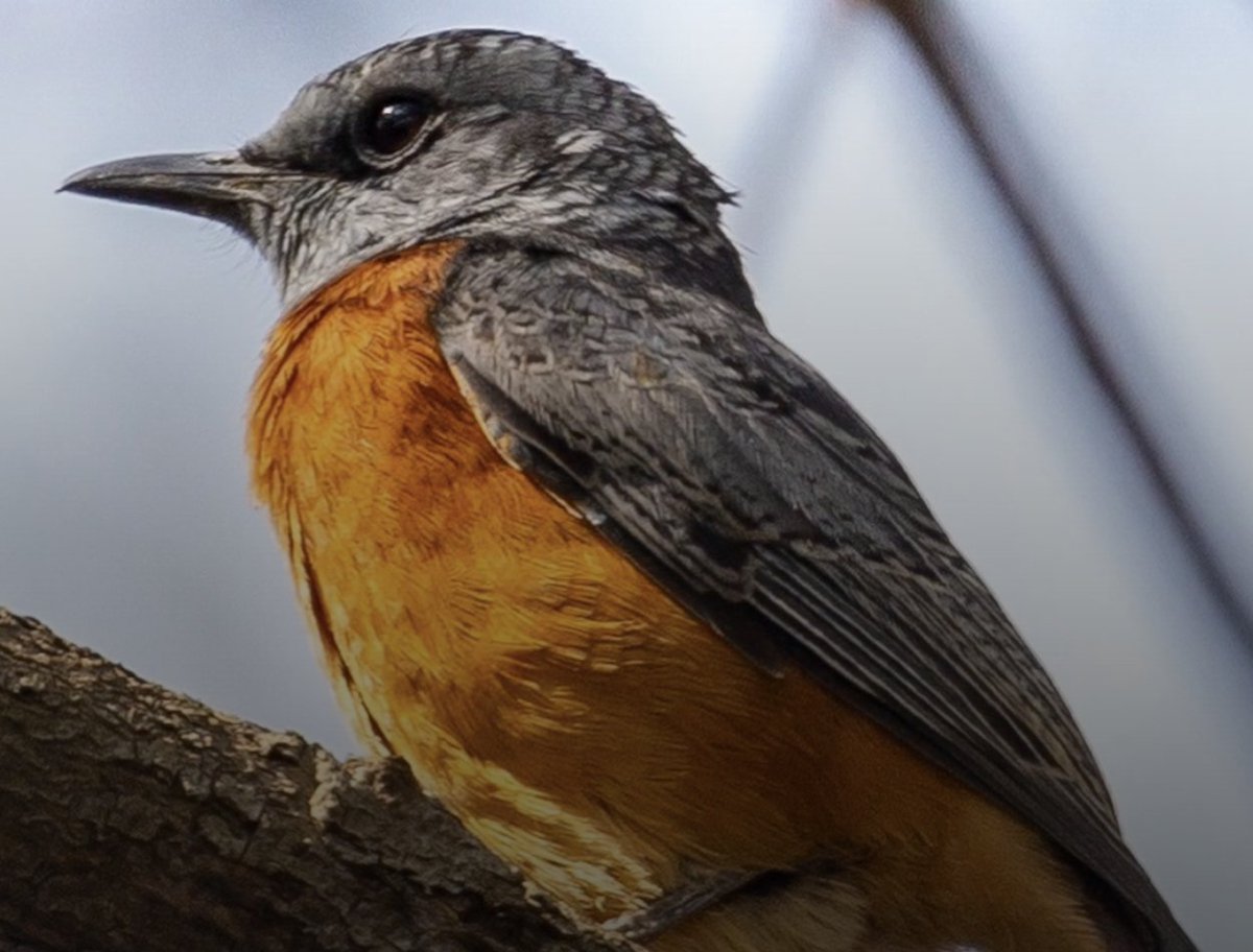 Planet Birdsong is starting a new youtube channel. I just posted three videos about our Rwanda project. Please watch them and give us a follow and a like. Very many thanks youtube.com/channel/UCAYRG…