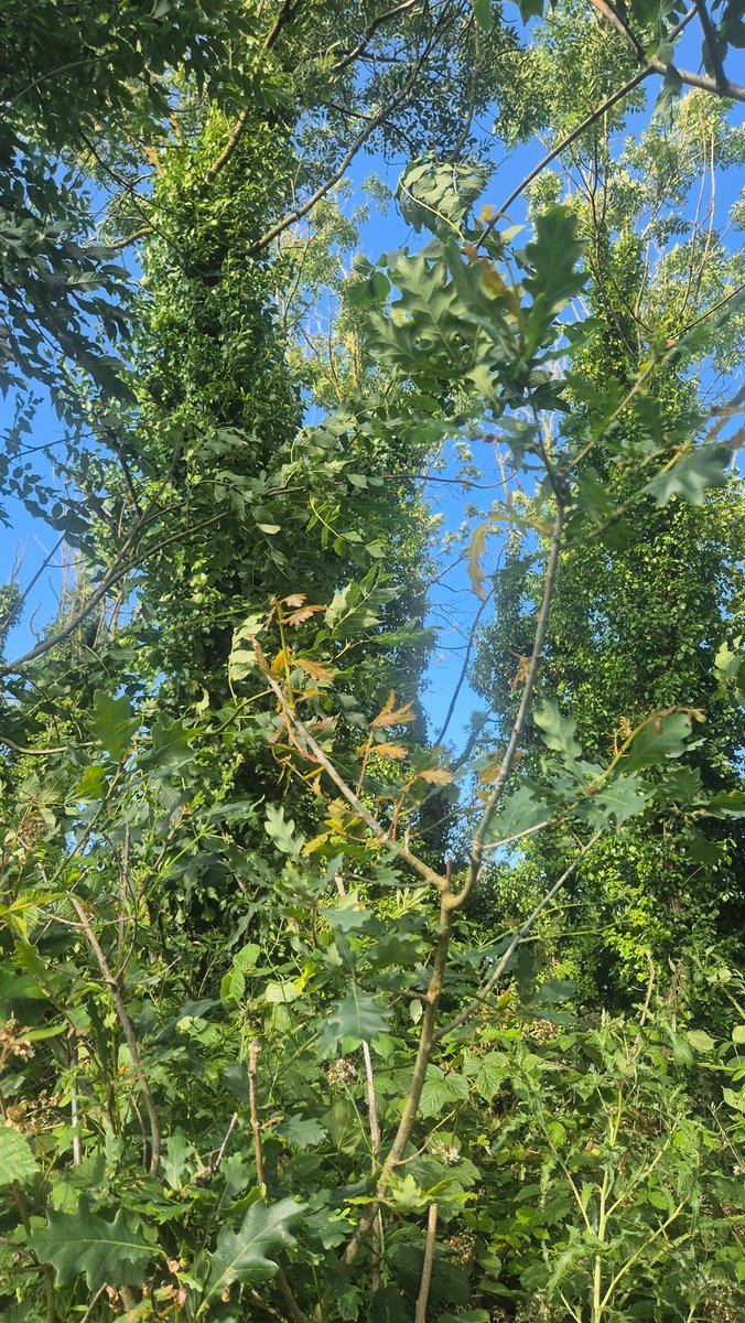 Oak saplings growing under a die back stricken ash plantation  with extra light. Every cloud, etc.