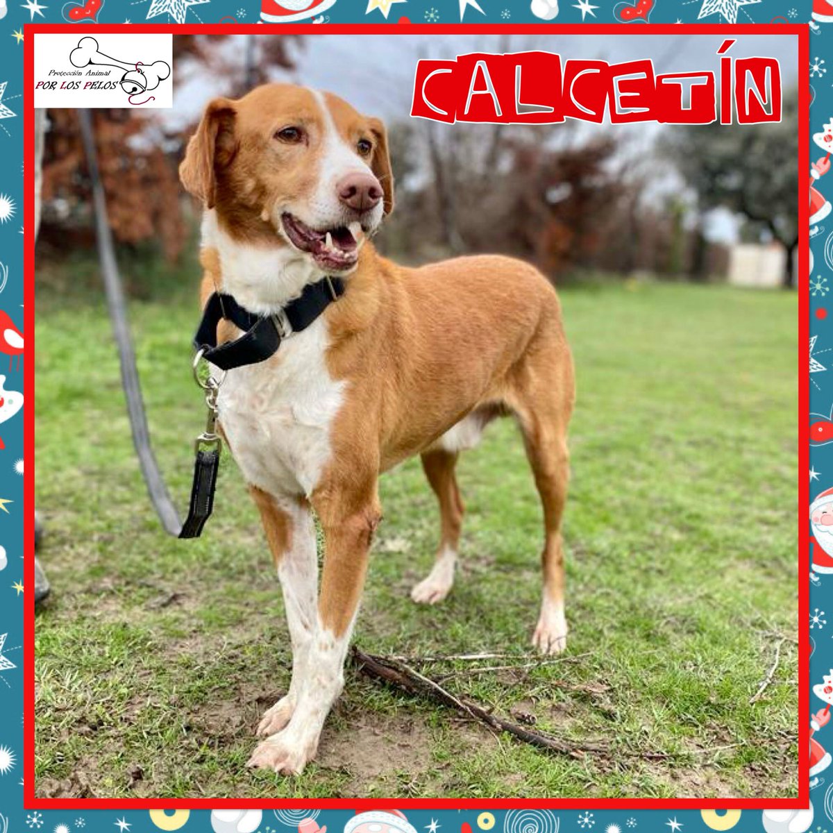PerreraToledo's tweet image. 🐶CALCETÍN🐶 SIGUE ESPERANDO 😔X #podenco #breton 10 añitos. Esta preciosidad lleva muchísimo tiempo esperando una #acogida #adopcion. Parece que no tiene suerte y es un perro maravilloso: tranquilo, dulce y cariñoso. Un empujoncito, por favor! 👉 buff.ly/4f8XHWb