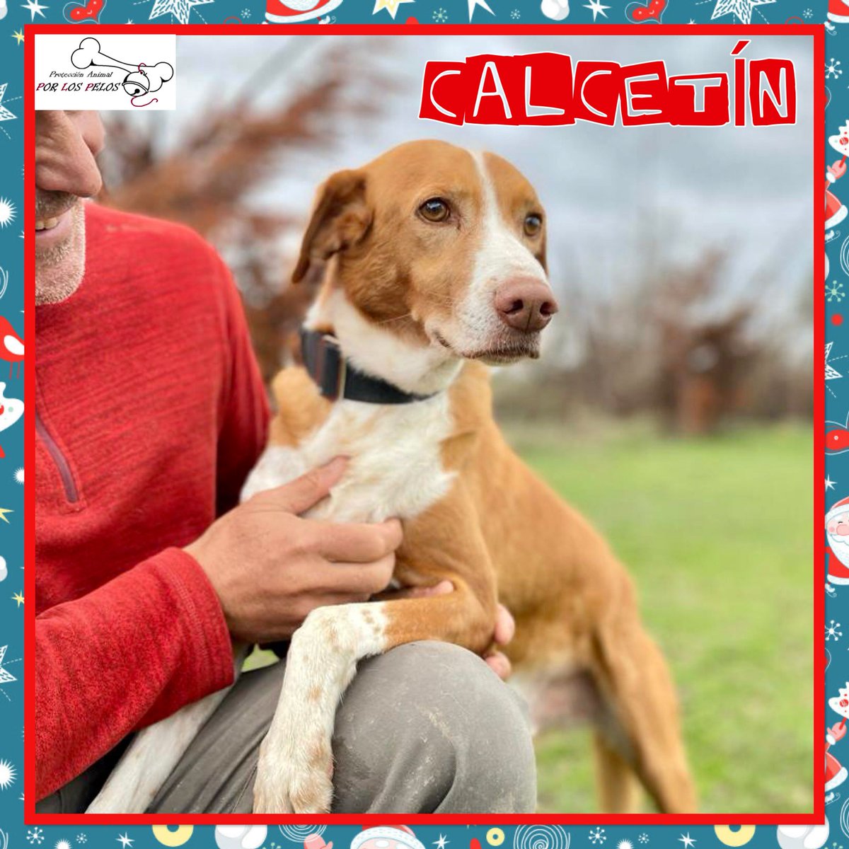 PerreraToledo's tweet image. 🐶CALCETÍN🐶 SIGUE ESPERANDO 😔X #podenco #breton 10 añitos. Esta preciosidad lleva muchísimo tiempo esperando una #acogida #adopcion. Parece que no tiene suerte y es un perro maravilloso: tranquilo, dulce y cariñoso. Un empujoncito, por favor! 👉 buff.ly/4f8XHWb